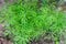 Green young growing dill. A fragrant vitamin seasoning. Vegetable background