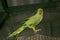 Green Young indian ringneck parakeet