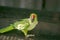 Green Young indian ringneck parakeet