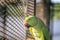 Green Young indian ringneck parakeet