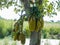 Green young Jackfruits growing on tree in garden
