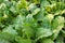 Green young leaves of beetroot growing in garden. Closeup. Mangold or Beet leaves background