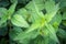 Green young leaves of nettle on the background of other plants