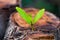 Green young little tree emerge from wood stump