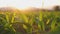 Green young maize corn in the cornfield in the evening