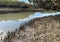 Green young Mangrove trees and pnematophores - roots growing from the bottom up for gas exchange. Planting mangroves in