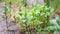 Green young mint and melissa plants swaying in the spring wind in the garden