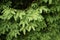 Green young needles of fir tree.