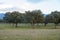 Green young oaks in Dehesa de Extremadura in winter in horizontal