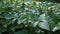 Green young potato plants growing in garden in HD VIDEO. Close up.