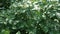 Green young potato plants growing in garden in HD VIDEO. Close up.