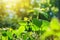 Green young soybean plant with buds stretches towards the sun against the backdrop