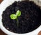 Green young sprouting plant in white pot