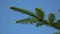 Green young spruce tree branch on the background of blue sky.