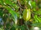 Green young star fruit, Averrhoa Carambola, on its branch with evening sunlight shining on it