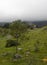 A green young tree with old countryside paths in middle of andean mountains