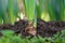 Green young tulip plant with bulbs in soil