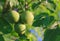 Green young walnut fruits.