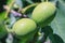 Green young walnut fruits.