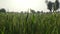 Green young wheat crop agricultural field