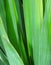 Green Yucca leaves