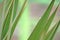 Green yucca plant leaves with little snowflakes on pastel background