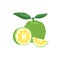 Green yuzu Japanese citron fruit vector illustration isolated on white background.
