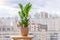 Green Zamioculcas plant on a wooden stand of a sunlit room, in the distance the urban background cityscape, many residential