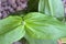 Green Zinnia Flower Bud with Large Green Leaf