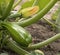 Green zucchini on a bed in the garden. Healthy food. Agricultural industry