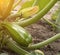 Green zucchini on a bed in the garden. Healthy food. Agricultural industry