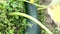 Green zucchini in garden. Zucchini plant and flower.