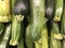 Green zucchini harvest, healthy nutritious vegetable ingredient for cooking recipes, diet food that is fresh