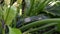 Green Zucchini on a plant on the ground