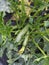 Green zucchini in the vegetable garden cultivated with biologica