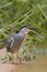 Greenbacked Heron