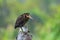 Greenbacked Heron (Butorides striatus)