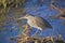 Greenbacked Heron Fishing
