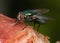 Greenbottle blowfly feeding on rotting chicken meat.