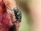 Greenbottle blowfly feeding on rotting meat.