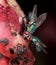 Greenbottle blowfly feeding on rotting meat.