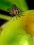 Greenbottle blowfly feeding from sap in garden.