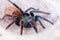 Greenbottle Blue Tarantula