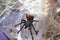 Greenbottle blue tarantula spider. Chromatopelma cyaneopubescens