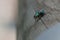 A greenbottle fly is a blow fly with brilliant, metallic, blue green colour. Close-up of tiny diptera