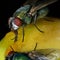 Greenbottle fly feeding on syrup on apple tree in urban house garden.