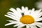 A greenbottle fly pollinating a white flower closeup. Macro details of a tiny blowfly insect feeding nectar from a daisy