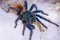 Greenbottle tarantula (Chromatopelma cyaneopubescens)