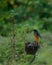 The greener the setting, the more is the relief. . In frame : Hodgson& Redstart . . A : 6.3 E : 1/100 ISO : 800 . Follow for more