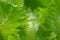 Greenery abstract vegetable blurred background